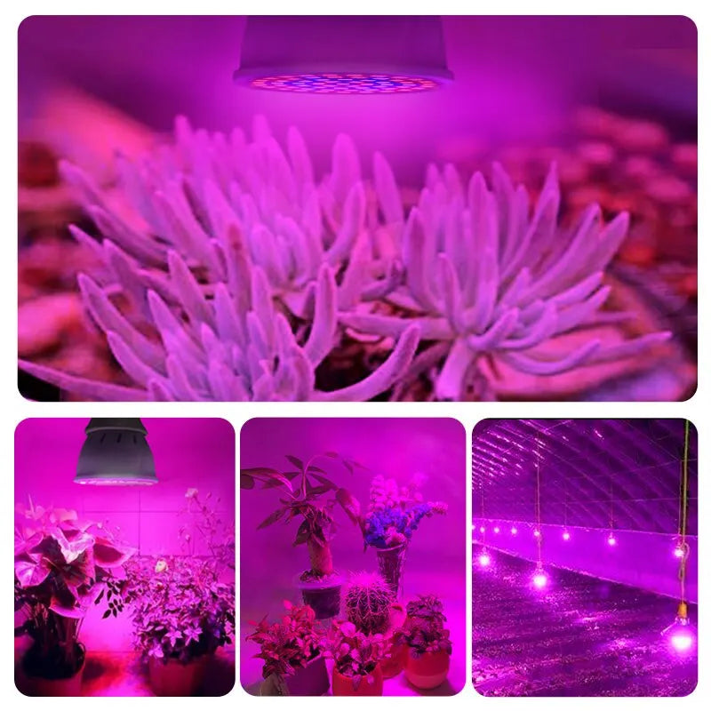 220V E27 60LEDs Plant Grow Light Phyto Lamps Led Full Spectrum Growing Bulb for Greenhouse Hydroponics Growth Fitolampy - Cashdust